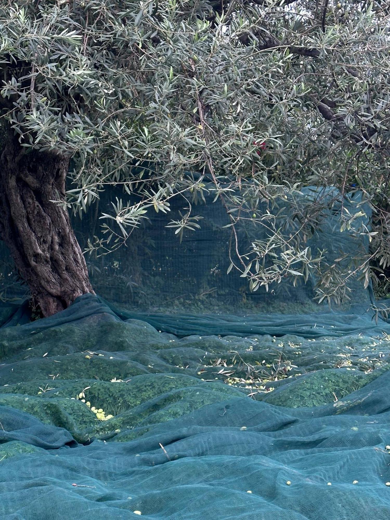 Casale Romano Resort E Relais Motta Camastra Dış mekan fotoğraf